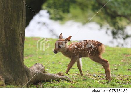 奈良公園の可愛い子鹿 奈良公園の可愛い子鹿 67353182