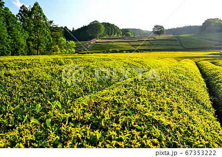 静岡県のお茶畑 静岡県のお茶畑 67353222