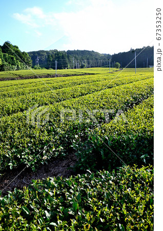 静岡県のお茶畑 67353250