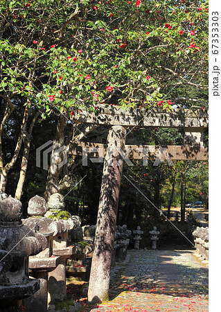 東光寺の紅唐子 67353303