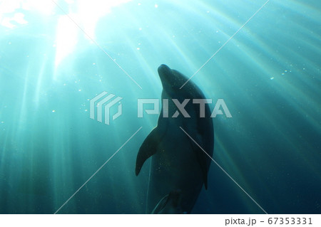 水族館で泳ぐイルカ 水族館で泳ぐイルカ 67353331