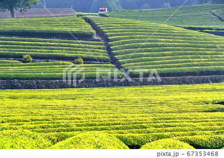 静岡県のお茶畑 67353468