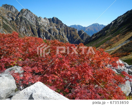 秋の剣沢 青空に映えるナナカマドの紅葉 秋の剣沢 青空に映えるナナカマドの紅葉 67353650