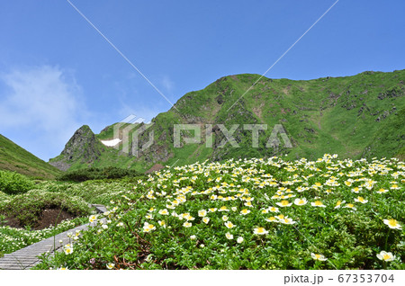 初夏の秋田駒ヶ岳チングルマ満開のムーミン谷 67353704