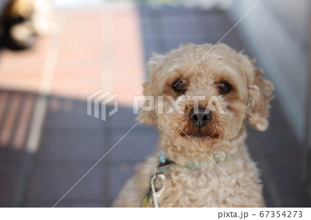 トイプードル 愛犬 犬 ペット プードルの写真素材