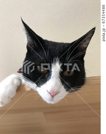 見下ろす猫 67354486