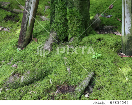 緑色の苔に覆われた樹木の根っこ 67354542