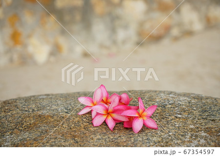 Pink flower on the beach in Hua Hin, Thailand 67354597