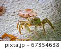 南国リゾートの砂浜にいる小さな物（カニ）が横歩きする姿 67354638