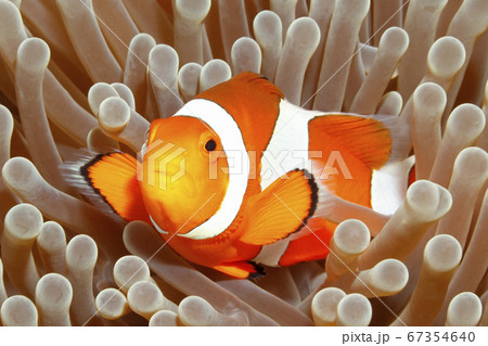 Clown Anemonefish, Amphiprion percula Clown Anemonefish, Amphiprion percula 67354640