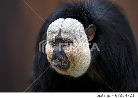 シロガオサキ ノースサファリサッポロ　White-faced saki 67354721