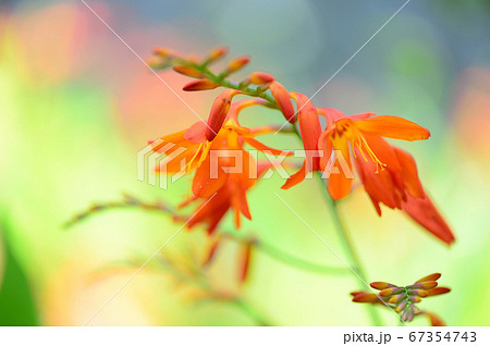夏に咲くオレンジ色の花の写真素材
