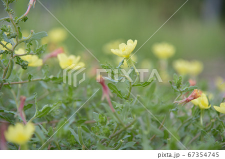田舎道に咲く黄色い花 67354745
