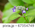 紫の花びらが印象的な小さなあじさい 67354749