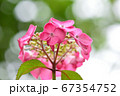 梅雨、鮮やかに咲くピンク色のあじさい 67354752