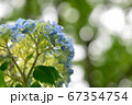 あじさいを見上げてみる 67354754