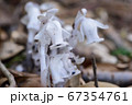 森の不思議な白い植物 67354761
