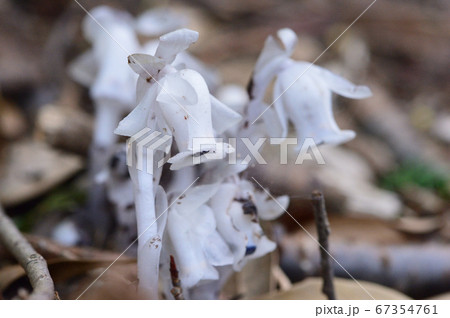 森の不思議な白い植物 67354761