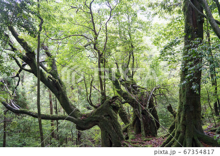 屋久島の白谷雲水峡 67354817