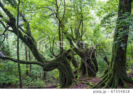 屋久島の白谷雲水峡 屋久島の白谷雲水峡 67354818