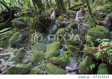 屋久島の白谷雲水峡 67354834