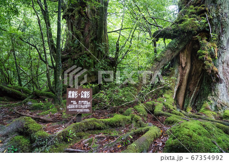 屋久島の白谷雲水峡にある武家杉・公家杉 67354992
