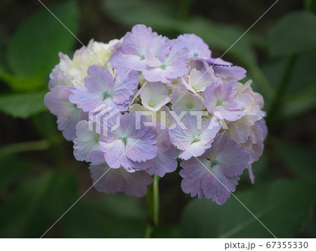 薄紫色のアジサイの花 67355330