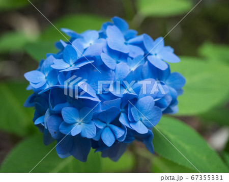 真っ青なアジサイの花 真っ青なアジサイの花 67355331