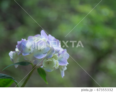 薄紫色のアジサイの花 薄紫色のアジサイの花 67355332