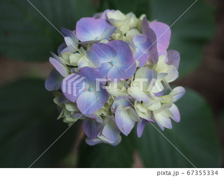 真上から見下ろしたアジサイの花 真上から見下ろしたアジサイの花 67355334