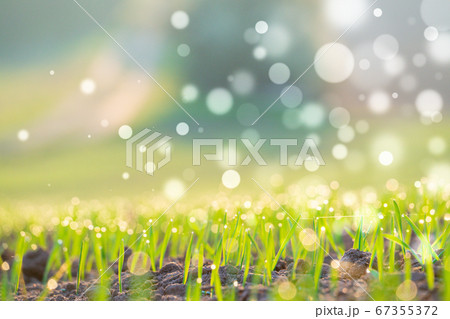 Early morning wheat field with bokeh effect 67355372