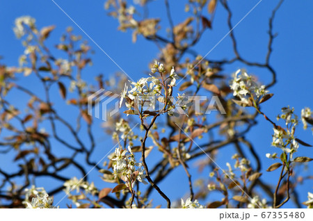 青空を背景として、アメリカザイフリボクと推定される花木の白色の花を撮影した写真 青空を背景として、アメリカザイフリボクと推定される花木の白色の花を撮影した写真 67355480