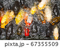 Japanese Koi fish group, well know as Carp fish is swimming up above water level for feeding and breathing. 67355509