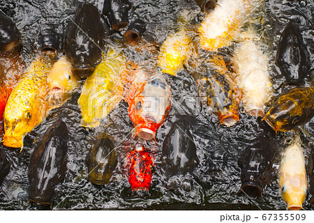 Japanese Koi fish group, well know as Carp fish is swimming up above water level for feeding and breathing. 67355509
