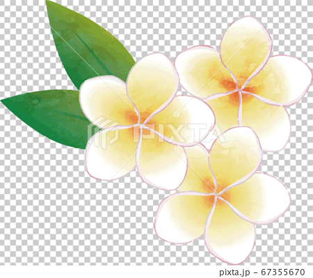 夏 植物 花 プルメリア 水彩 イラスト素材のイラスト素材