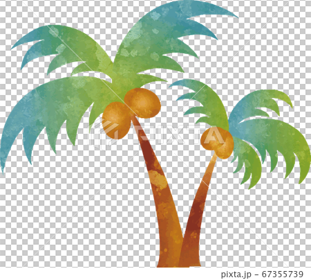 夏　植物　椰子の木　水彩　イラスト素材 67355739