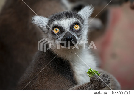 ワオキツネザル 67355751