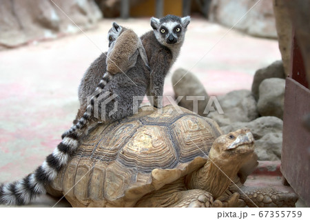 ワオキツネザル 67355759