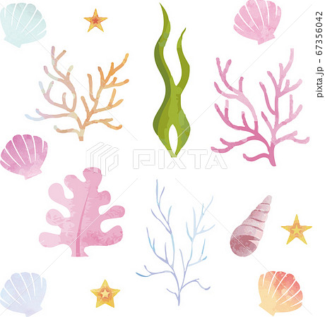 夏 植物 海藻 貝殻 水彩 イラスト素材セットのイラスト素材