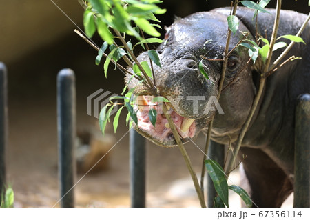 コビトカバ コビトカバ 67356114
