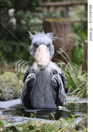 ハシビロコウ 67356486