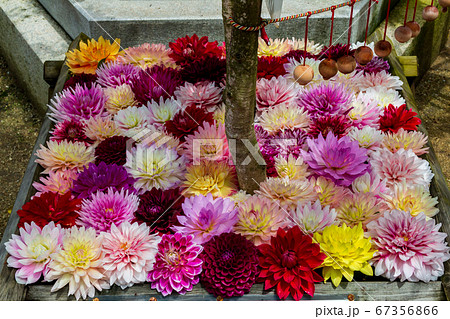 奈良 岡寺の花手水の写真素材