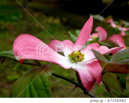 ハナミズキ　ピンクの花水木 67356980