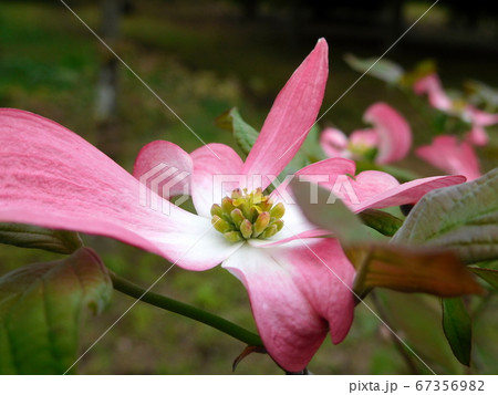 ハナミズキ ピンクの花水木の写真素材