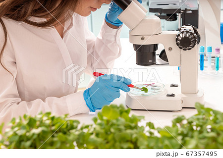 Inspection of the quality of agricultural seeds. 67357495