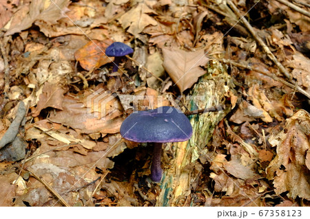 ナスコンイッポンシメジ 67358123