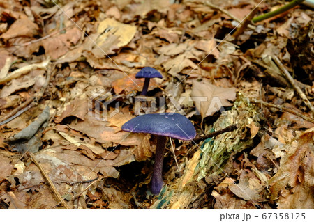 ナスコンイッポンシメジ 67358125