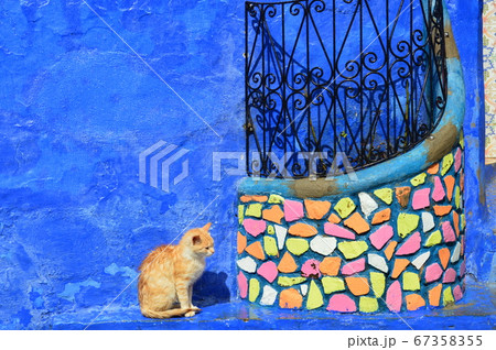 シャウエンの猫 67358355