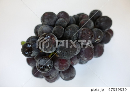 ぶどう　ブドウ　葡萄 67359339