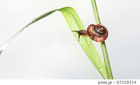 Snail on grass after the rain 67359354